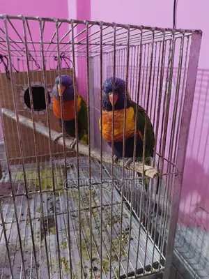 Rainbow Lory