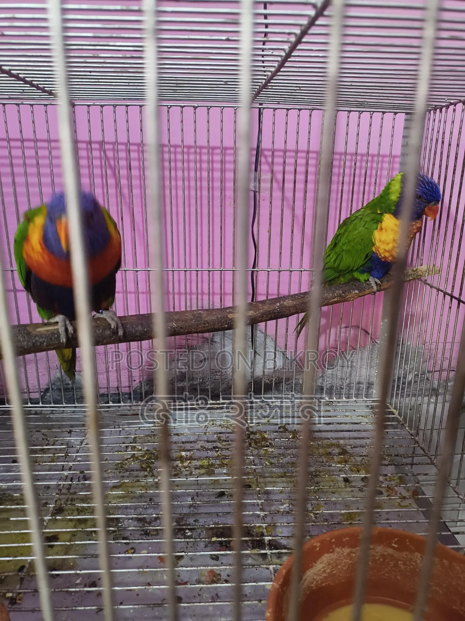 Rainbow Lory