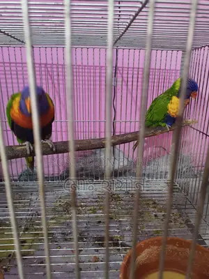 Rainbow Lory