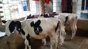 ৯৯০ নং ৪ টি বকনা বিক্রয় হবে।