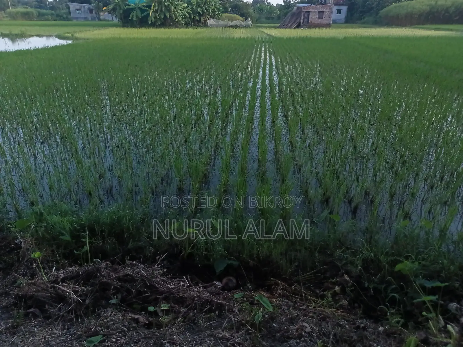 Clear Title Land, Owned via Saf Kabala.