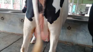 ৯৮৬নং গাভী কিনুন ভালো জাতের।
