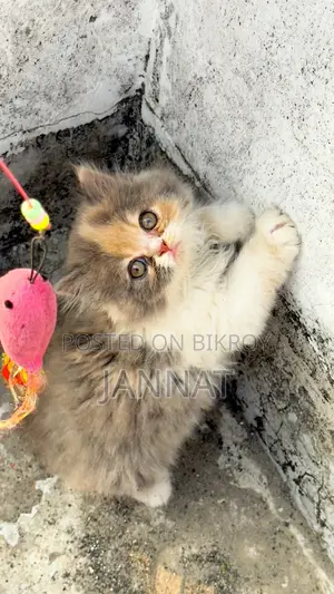 Persian Dilute Tabby Calico Kitten
