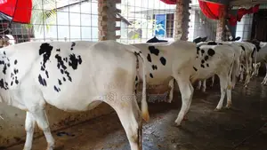 Buy 6 Heifer Calves (No. 989) at a Low Price.