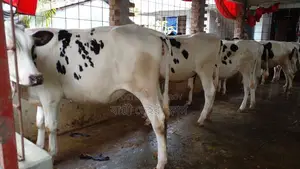 ৯৮৯ নং ৬ টি বকনা বাছুর অল্প দামে কিনুন।