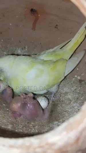 পাখি বিক্রি হবে