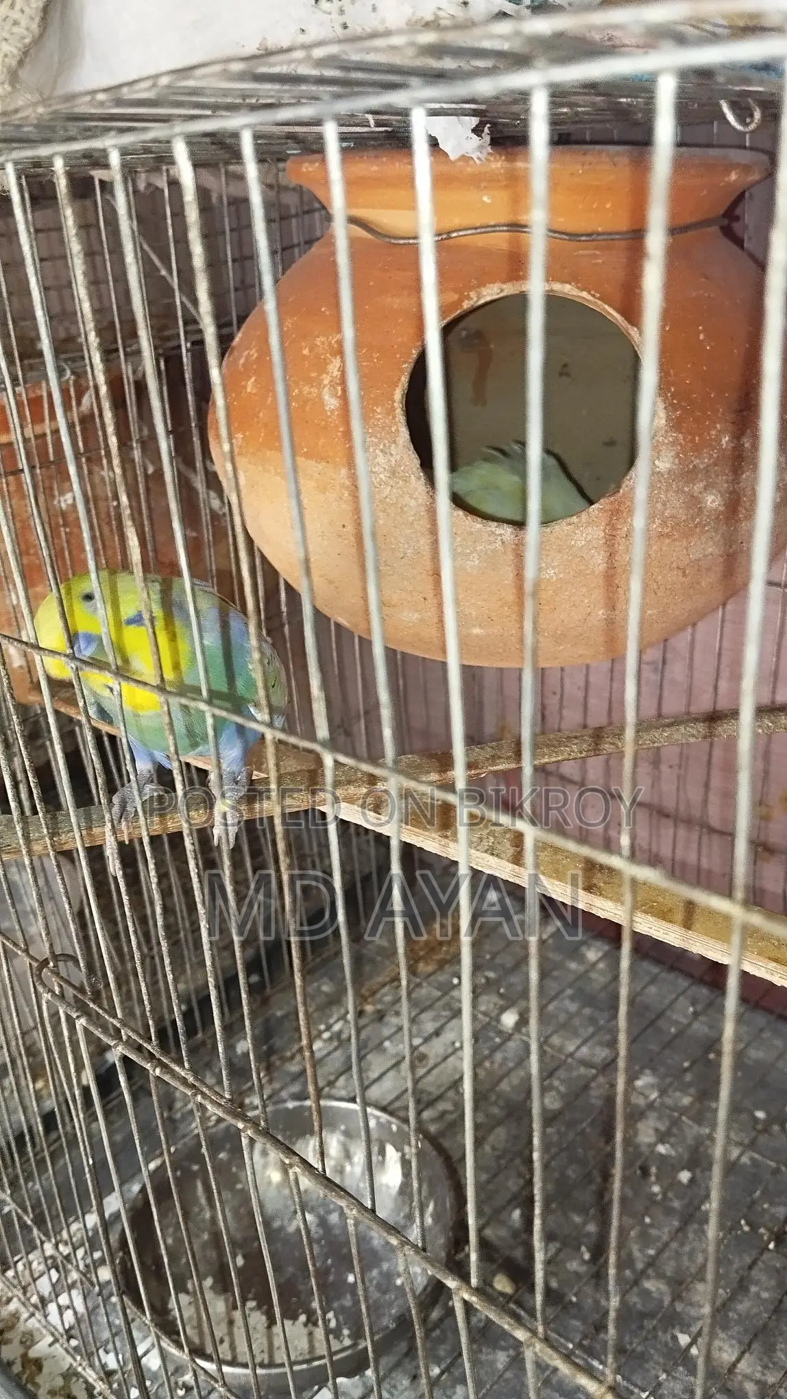পাখি বিক্রি হবে