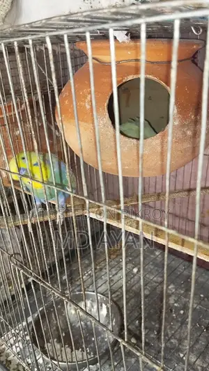 পাখি বিক্রি হবে