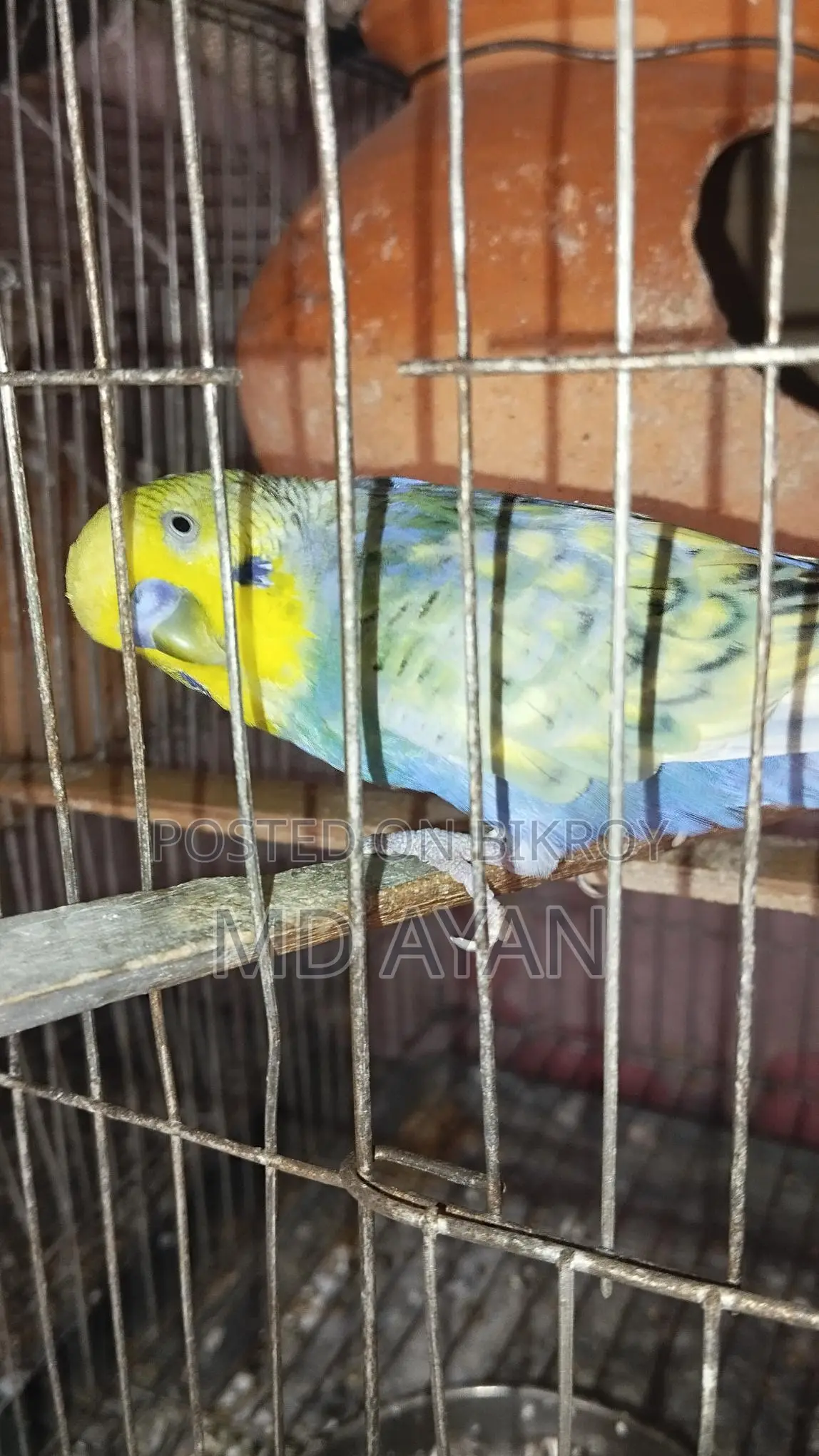 পাখি বিক্রি হবে