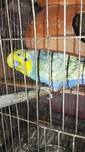 পাখি বিক্রি হবে