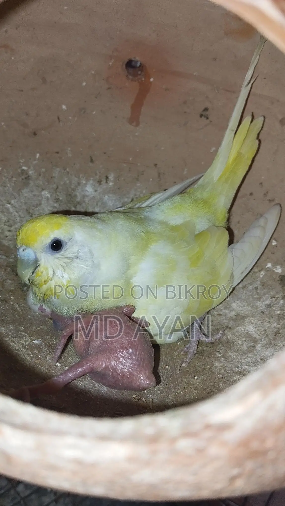 পাখি বিক্রি হবে