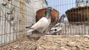 কবুতর রানিং জোড়া