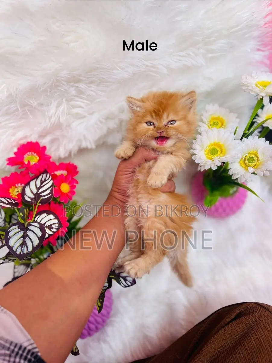 Persian Kitten 2 Months Old