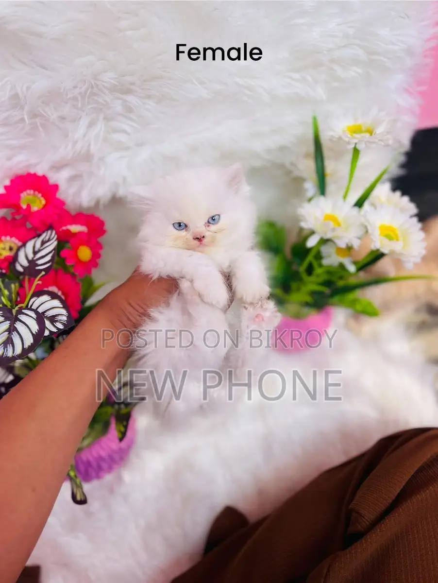 Persian Kitten 2 Months Old