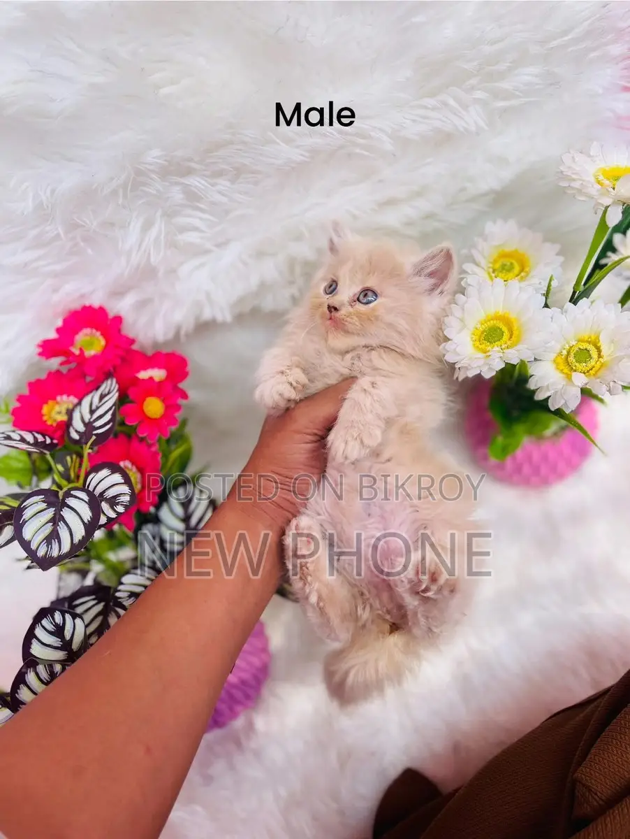 Persian Kitten 2 Months Old