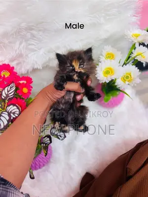 Persian Kitten 2 Months Old