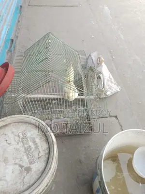 লুটিনো ককাটেল পাখি বিক্রি হবে রানিং