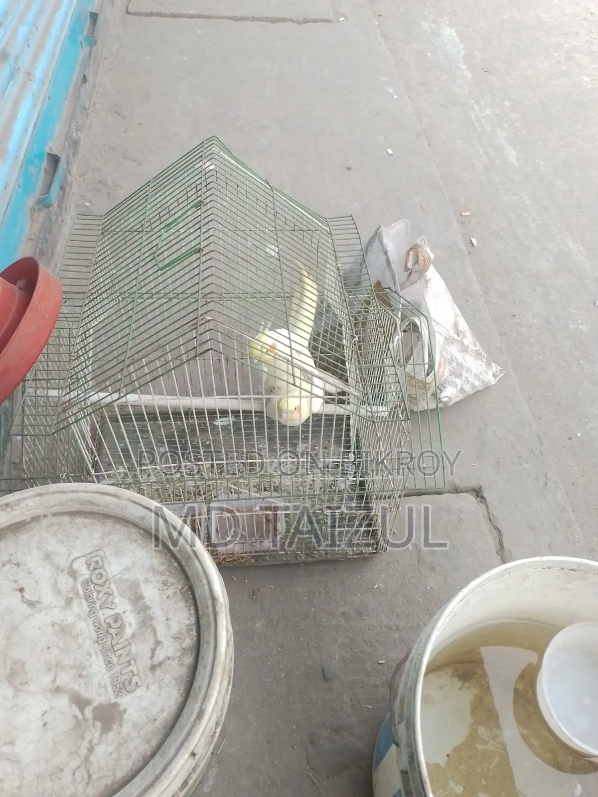লুটিনো ককাটেল পাখি বিক্রি হবে রানিং