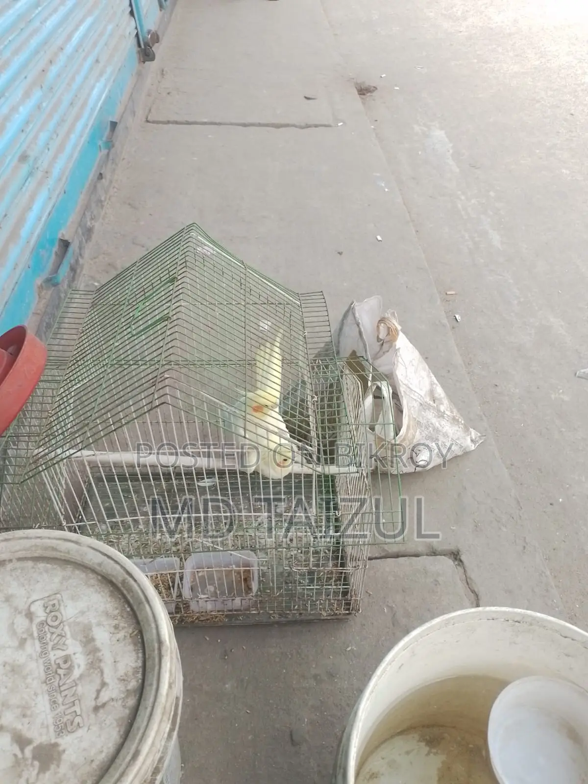 লুটিনো ককাটেল পাখি বিক্রি হবে রানিং
