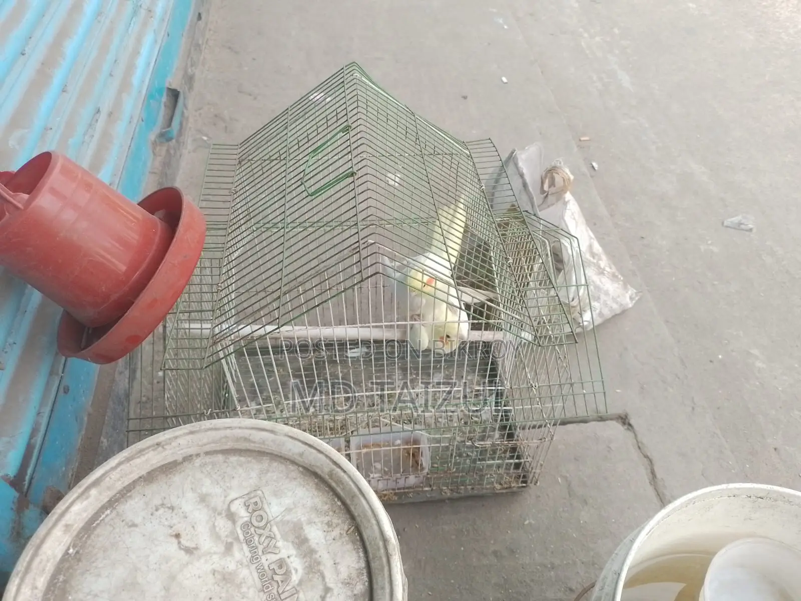 লুটিনো ককাটেল পাখি বিক্রি হবে রানিং