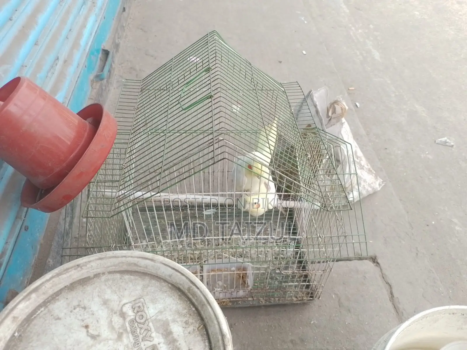 লুটিনো ককাটেল পাখি বিক্রি হবে রানিং