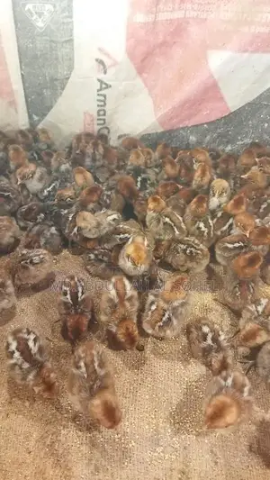 অরজিনাল মিশরীয় ফাউমি মুরগির বাচ্চা
