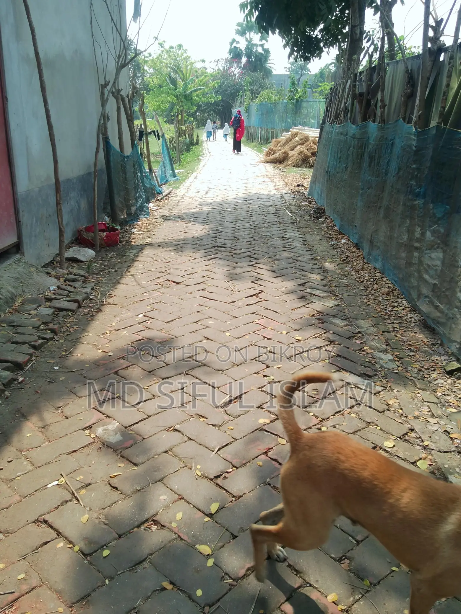 ৫ ফিট ইট সোলিং রাস্তার সংলগ্ন বাড়ি করার জন্য উপযোগী জমি