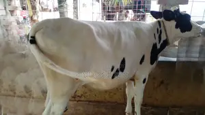 ৯৬৩ নং নিঃসন্ধেহে বকনা বাছুর কিনুন পোষার জন্য ।