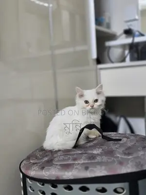 Persian Female Cat