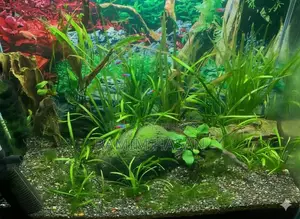 Planted Shirmp Tank Aquarium