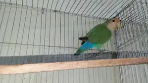 লাভ বার্ড ফিমেল