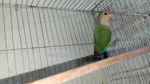 লাভ বার্ড ফিমেল