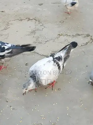 রেসার