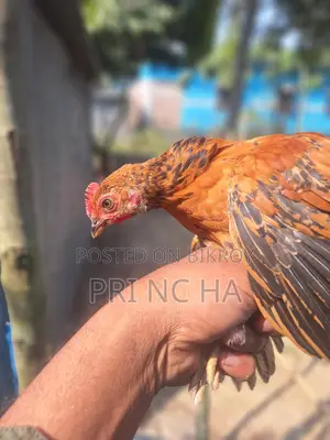 কিছু দেশি মুরগির বাচ্চা বিক্রি করা হবে