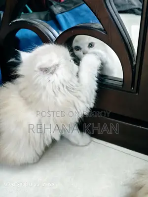 Pure Persian Cat for Sale