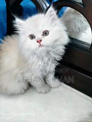 পার্সিয়ান বিড়াল বিক্রির জন্য
