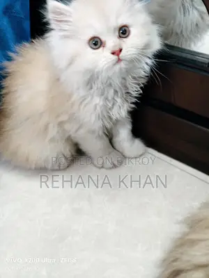 পার্সিয়ান বিড়াল বিক্রির জন্য