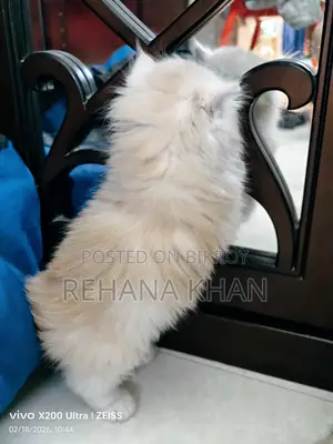 পার্সিয়ান বিড়াল বিক্রির জন্য