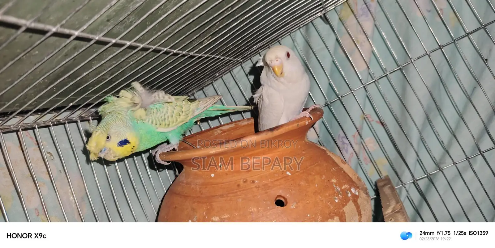 Budgerigar Japanese and Albino Red Eye