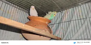 Budgerigar Japanese and Albino Red Eye