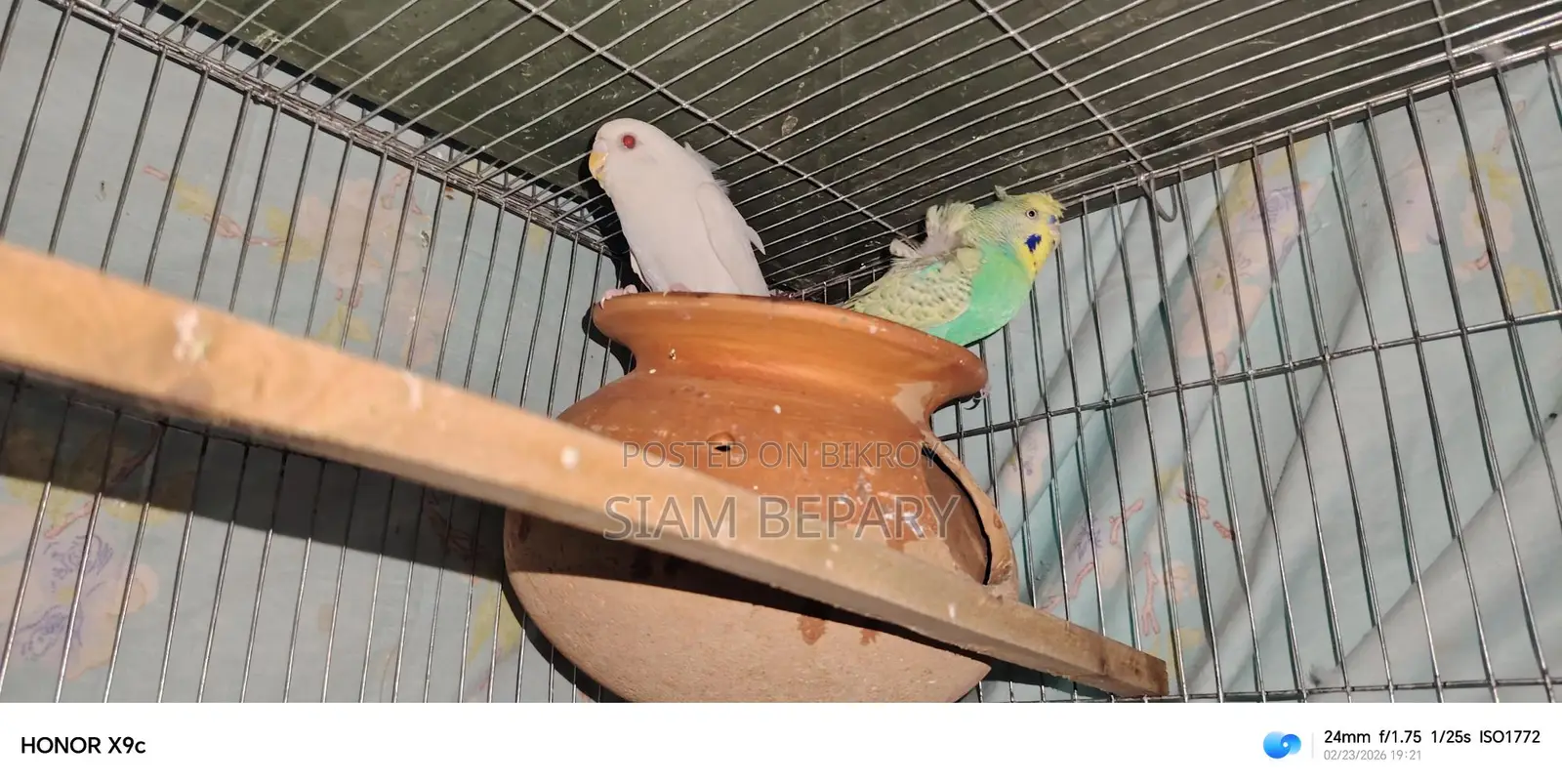 Budgerigar Japanese and Albino Red Eye