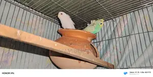 Budgerigar Japanese and Albino Red Eye