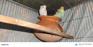 Budgerigar Japanese and Albino Red Eye