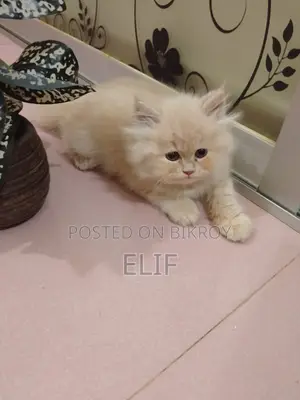 Persian Male Female