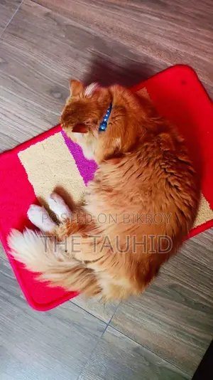 Persian Cat