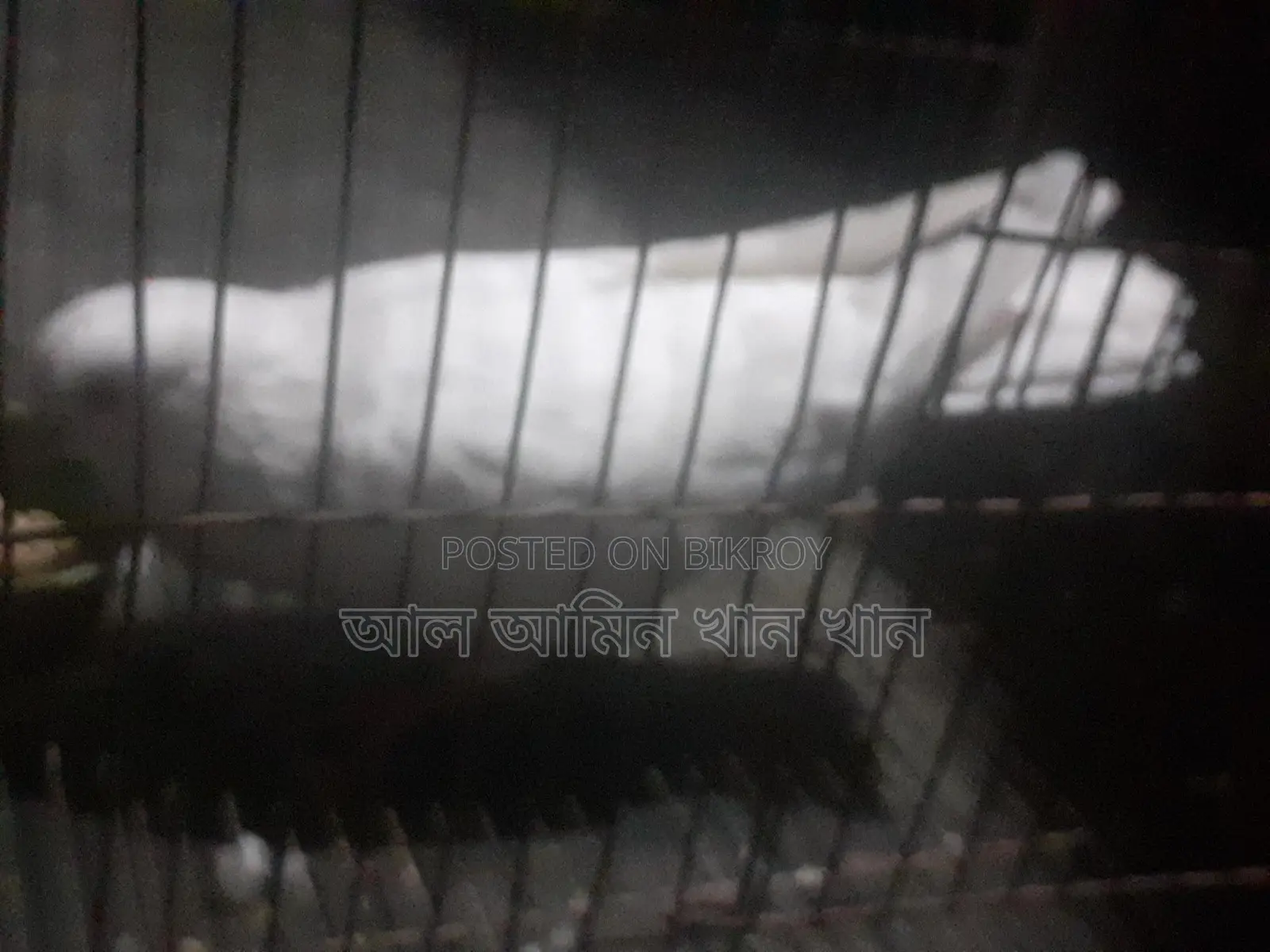 কবুতর বিক্রি হবে