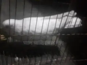 কবুতর বিক্রি হবে