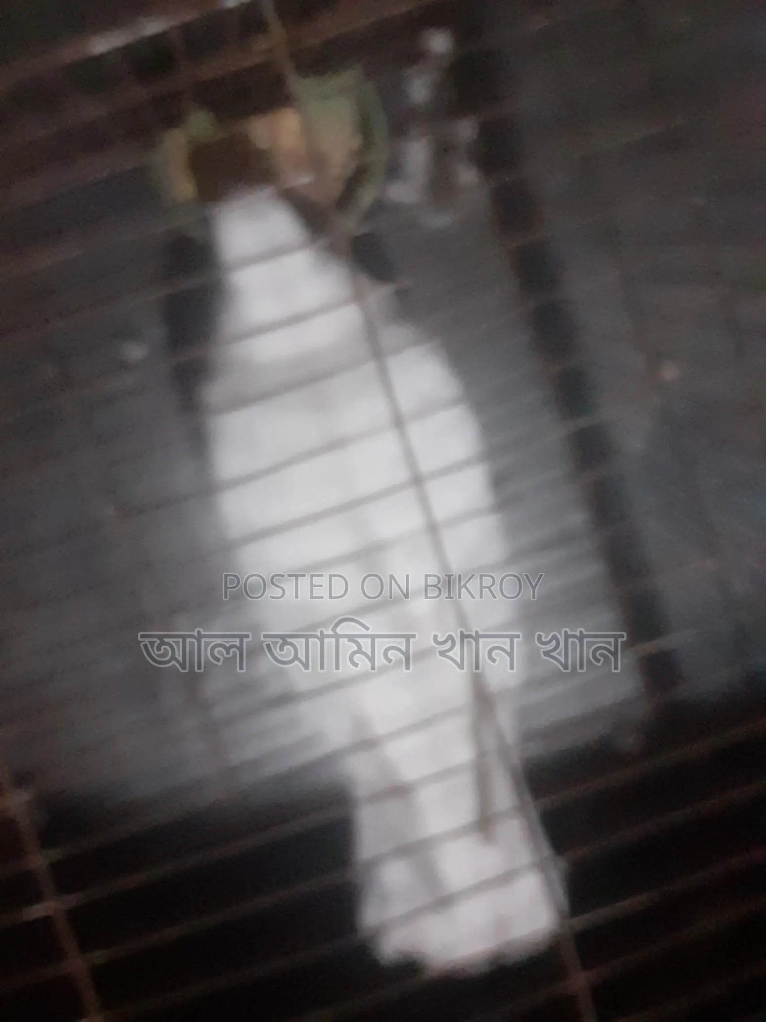 কবুতর বিক্রি হবে