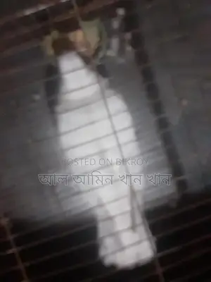 কবুতর বিক্রি হবে