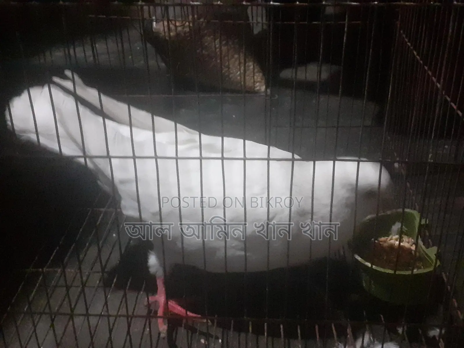 কবুতর বিক্রি হবে